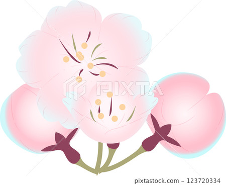 Cherry Blossoms   123720334