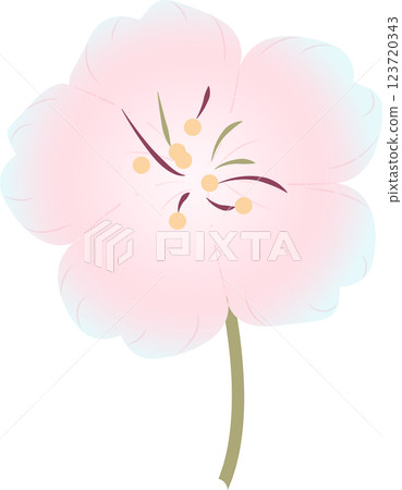 Cherry Blossoms   123720343