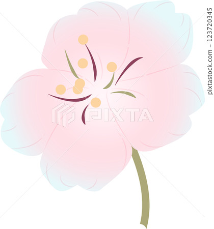 Cherry Blossoms Cherry Blossoms 123720345