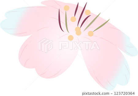 Cherry Blossoms Cherry Blossoms 123720364