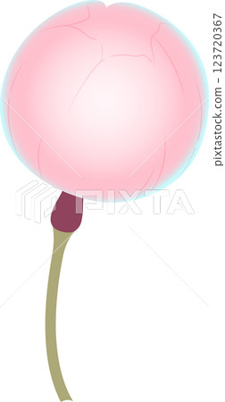 Cherry Blossoms   123720367