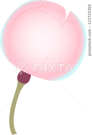 Cherry Blossoms Cherry Blossoms 123720368