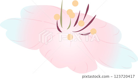 Cherry Blossoms Cherry Blossoms 123720417