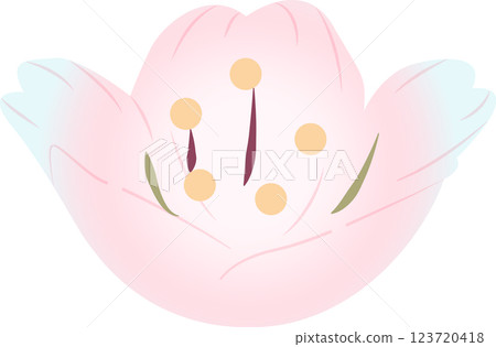 Cherry Blossoms Cherry Blossoms 123720418