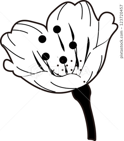 Cherry Blossoms   123720457