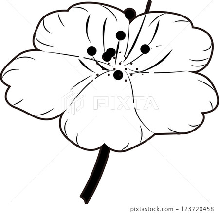 Cherry Blossoms Cherry Blossoms 123720458