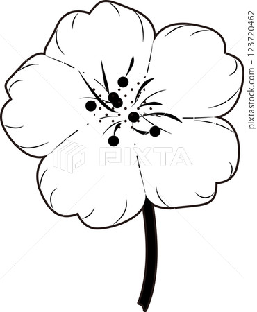 Cherry Blossoms   123720462
