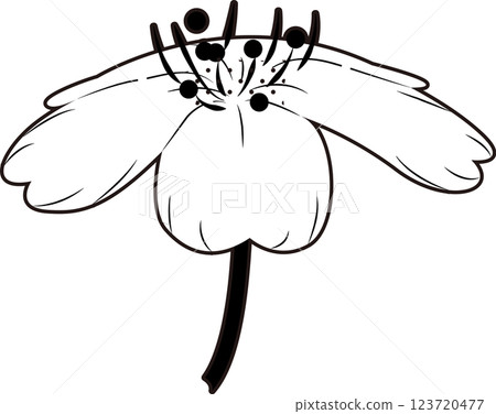 櫻花 櫻花 123720477