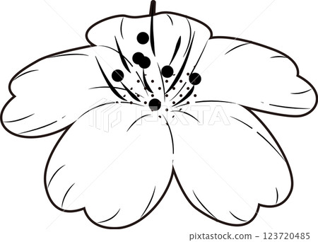 櫻花 櫻花 123720485