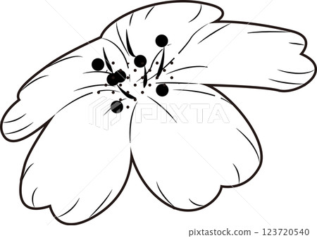 櫻花 櫻花 123720540