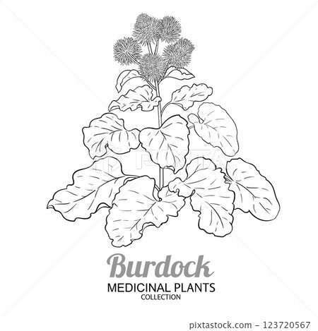 Burdock Plant with Flowers Outline Illustration 123720567