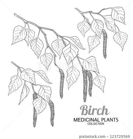 Birch Branch with Flowers Outline Illustration 123720569