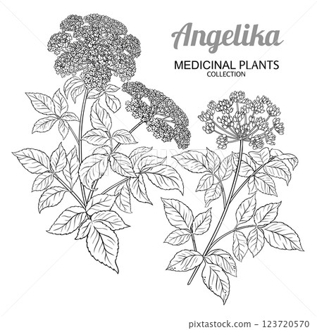 Angelika Plant with Flowers Outline Illustration. 123720570