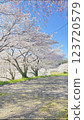 Scenery with cherry blossoms 123720579