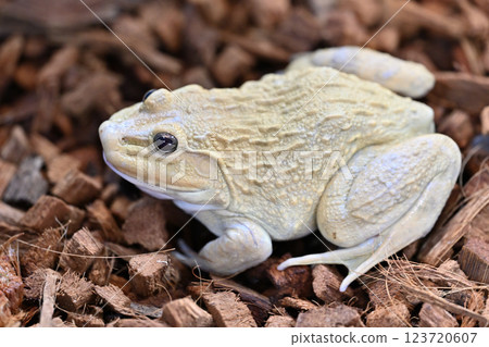 巴巴托青蛙 123720607