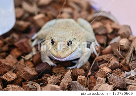 巴巴托青蛙 123720609