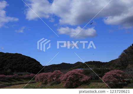 南伊豆町河津櫻花盛開 南伊豆町河津櫻花盛開 123720621