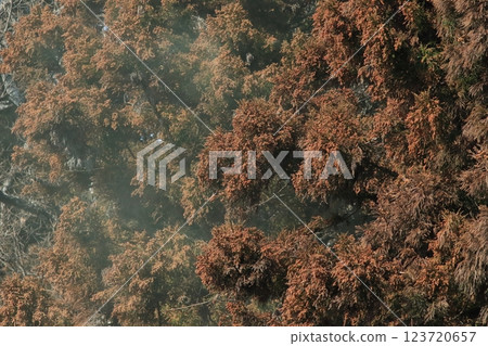 Sugi pollen 123720657