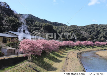 南部盛開的櫻花 123720700