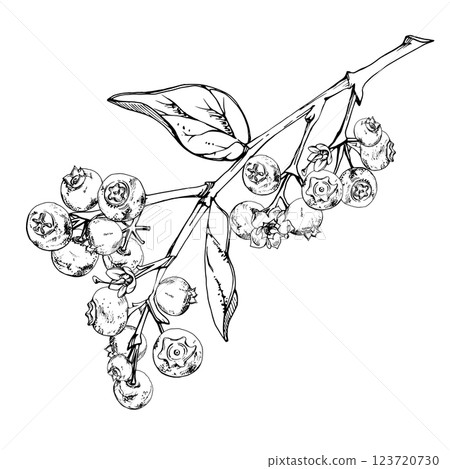 Blueberry blackberry with plant leaves on branch, hand drawn in ink vector, cluster group ripe forest berry. Isolated botanical illustration, for restaurant, dessert cafe menu, wedding, farmers market Blueberry blackberry with plant leaves on branch, hand drawn in ink vector, cluster group ripe forest berry. Isolated botanical illustration, for restaurant, dessert cafe menu, wedding, farmers market 123720730