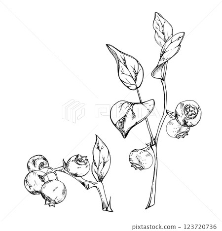 Blueberry blackberry with plant leaves growing on branch, hand drawn in ink vector, ripe forest berry. Isolated botanical illustration, for restaurant, dessert cafe menu, decoupage, farmers market Blueberry blackberry with plant leaves growing on branch, hand drawn in ink vector, ripe forest berry. Isolated botanical illustration, for restaurant, dessert cafe menu, decoupage, farmers market 123720736