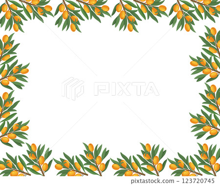 Decorative sea buckthorn banner with branches, berries, and leaves. Fruit template with sea buckthorn branches, square vector background. 123720745