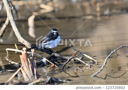 黑背w 黑背w 123720802