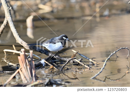 Black-backed wagtail 123720803