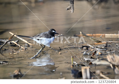 黑背w 黑背w 123720804