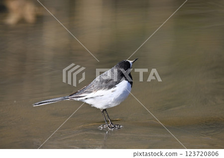 Black-backed wagtail Black-backed wagtail 123720806