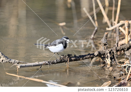 黑背w 黑背w 123720810