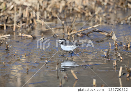 黑背w 黑背w 123720812