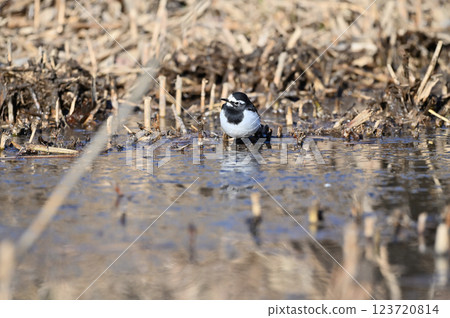 Black-backed wagtail 123720814
