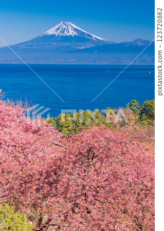 [Shizuoka Prefecture] Mt. Fuji seen across the sea from Nishiizuida where Kawazu cherry blossoms bloom 123720862