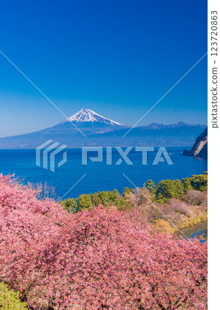 [Shizuoka Prefecture] Mt. Fuji seen across the sea from Nishiizuida where Kawazu cherry blossoms bloom 123720863