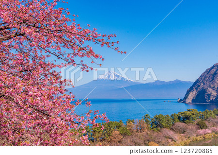 [Shizuoka Prefecture] Mt. Fuji seen across the sea from Nishiizuida where Kawazu cherry blossoms bloom 123720885