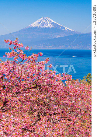 [靜岡縣] 與河津櫻花盛開的西伊豆井田隔海相望的富士山 123720895
