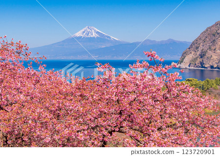 [Shizuoka Prefecture] Mt. Fuji seen across the sea from Nishiizuida where Kawazu cherry blossoms bloom 123720901