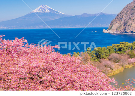 [靜岡縣] 與河津櫻花盛開的西伊豆井田隔海相望的富士山 123720902