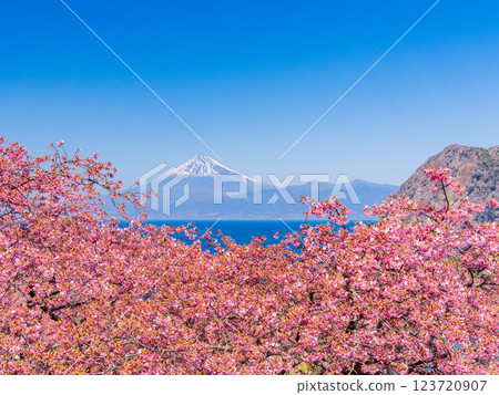 [Shizuoka Prefecture] Mt. Fuji seen across the sea from Nishiizuida where Kawazu cherry blossoms bloom 123720907