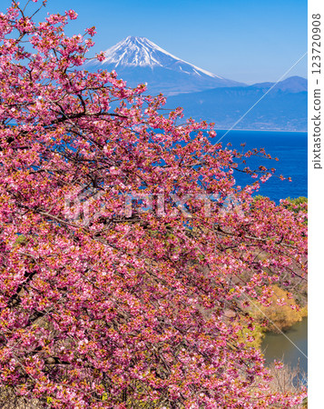 [Shizuoka Prefecture] Mt. Fuji seen across the sea from Nishiizuida where Kawazu cherry blossoms bloom 123720908