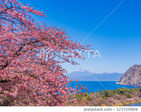 [Shizuoka Prefecture] Mt. Fuji seen across the sea from Nishiizuida where Kawazu cherry blossoms bloom 123720909