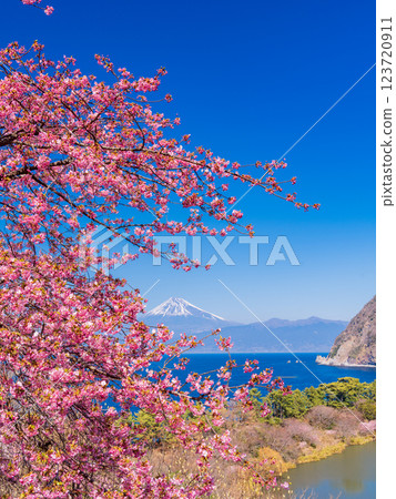 [Shizuoka Prefecture] Mt. Fuji seen across the sea from Nishiizuida where Kawazu cherry blossoms bloom 123720911