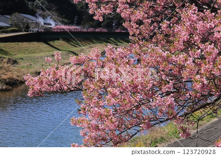 南部盛開的櫻花 123720928
