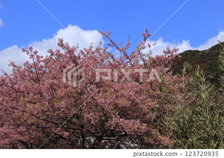 南部盛開的櫻花 123720935