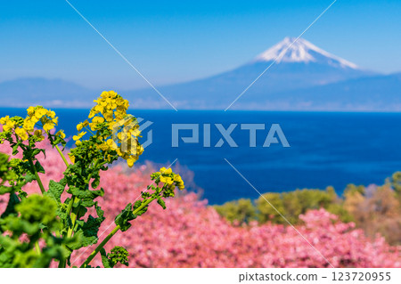 [Shizuoka Prefecture] Mount Fuji seen across the sea from Nishiizu Ida, where rape blossoms and Kawazu cherry blossoms bloom 123720955