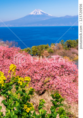 [Shizuoka Prefecture] Mount Fuji seen across the sea from Nishiizu Ida, where rape blossoms and Kawazu cherry blossoms bloom 123720956