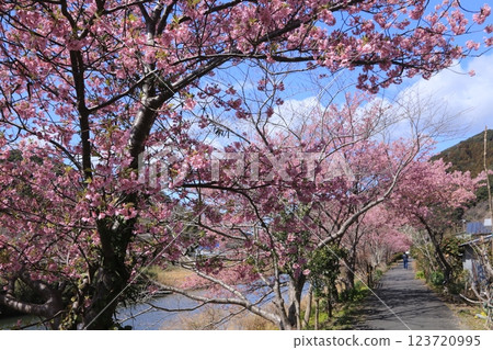 南部盛開的櫻花 123720995