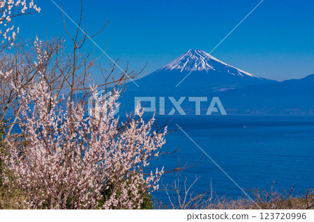 [Shizuoka Prefecture] Mt. Fuji seen across the sea from Nishiizu Ida, where white plum blossoms and Kawazu cherry blossoms bloom 123720996