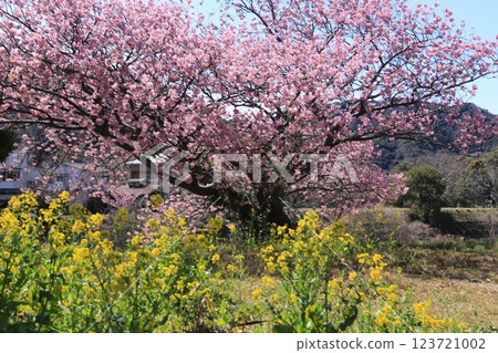 Cherry blossoms in full bloom in the south 123721002